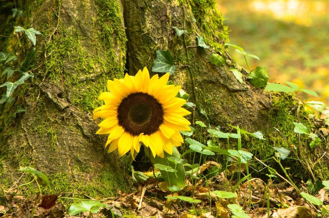 Anonyme Bestattung - Friedwald