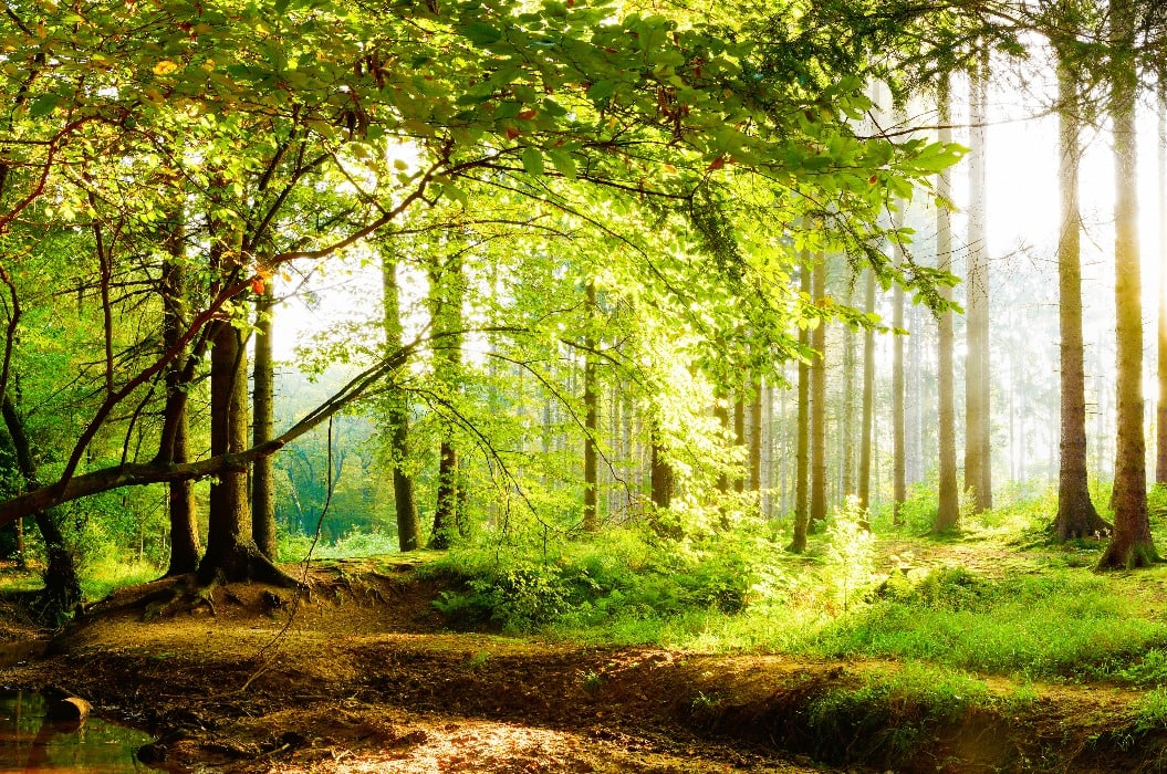 Beautiful forest in spring with bright sun shining through the trees