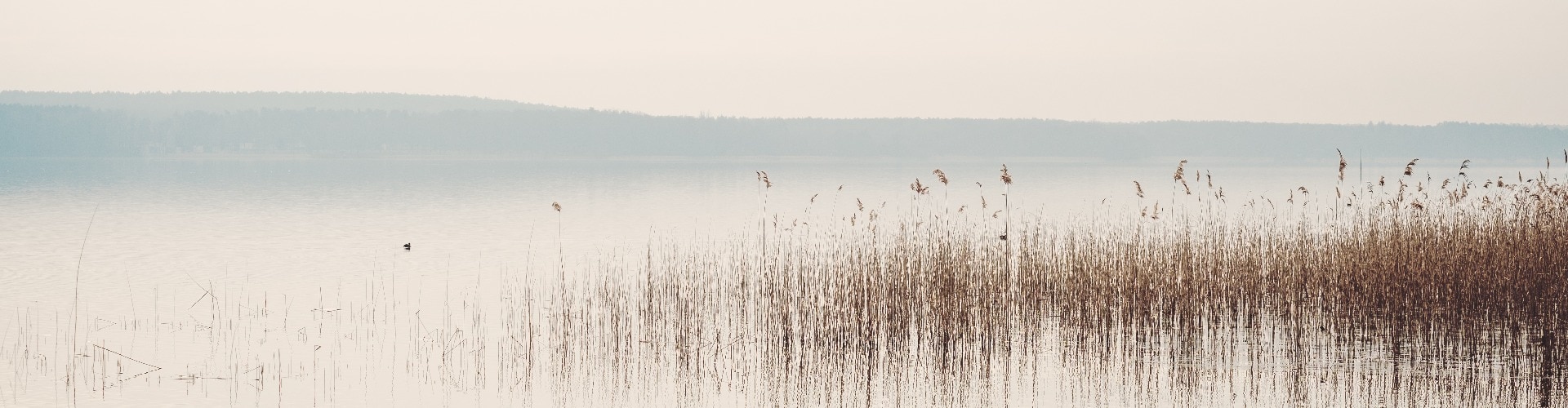 Ruhiges Seeufer am Scharmützelsee in Brandenburg mit Schilf und bedecktem Himmel