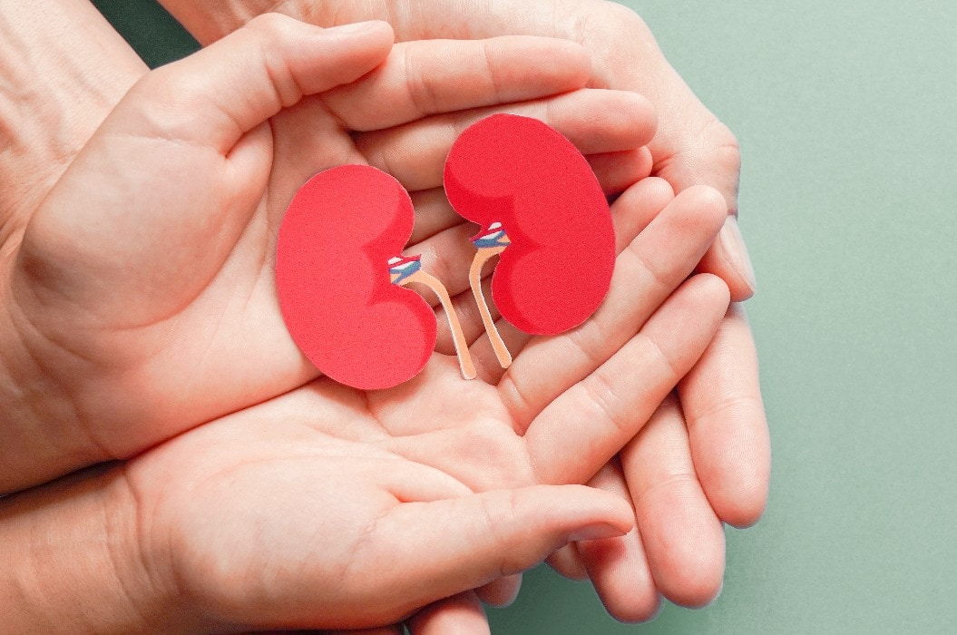 Adult and child holding kidney , world kidney day, kidney stone, Nephrology , organ donation concept