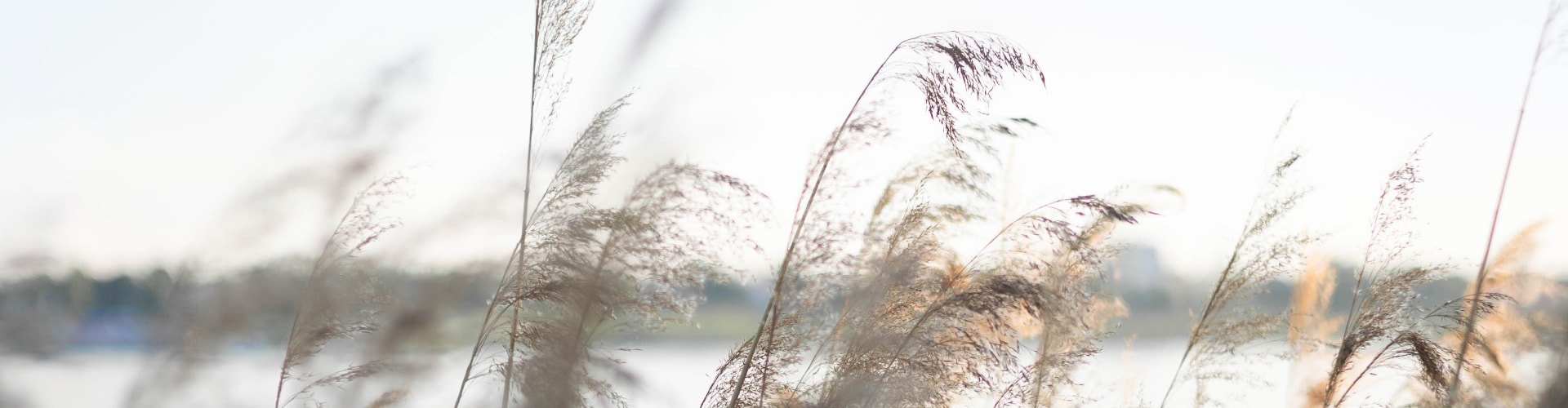 Pampas grass on the river in summer. Natural background of golden dry reeds against a blue sky. Selective focus.